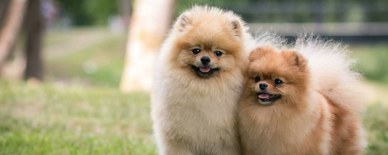 Немецкий шпиц