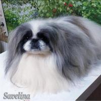 САВЕЛИНА 